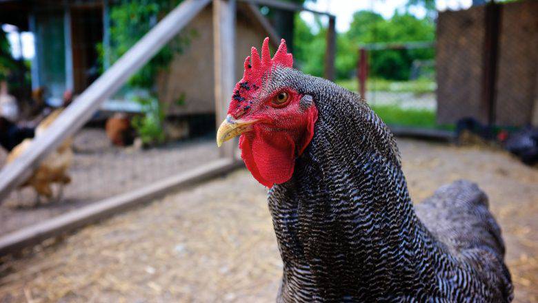 Chicken Farming Business Plan Sample