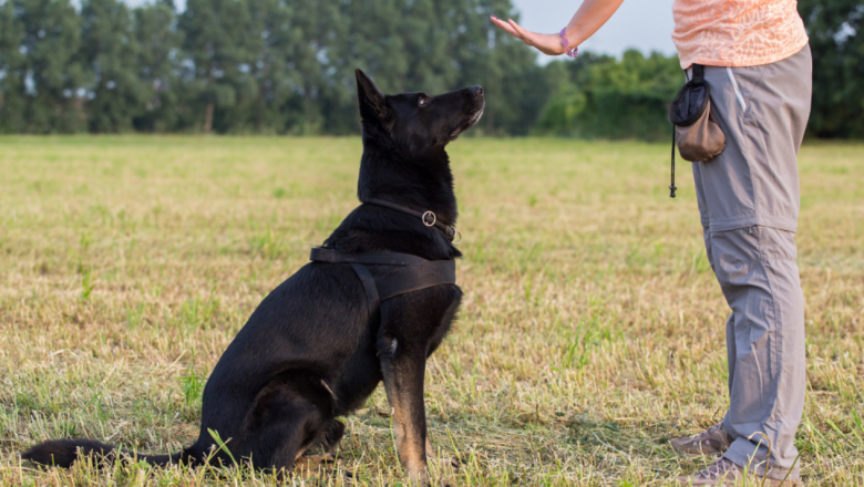 Dog Training Business Plan Sample