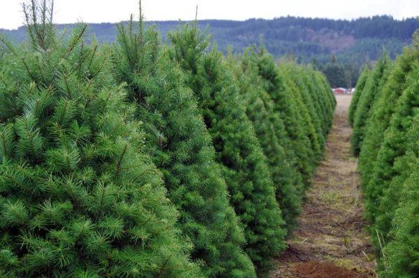 Christmas Tree Farm Business Plan Sample