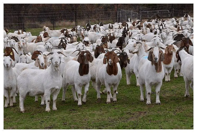 business plan of goat farming