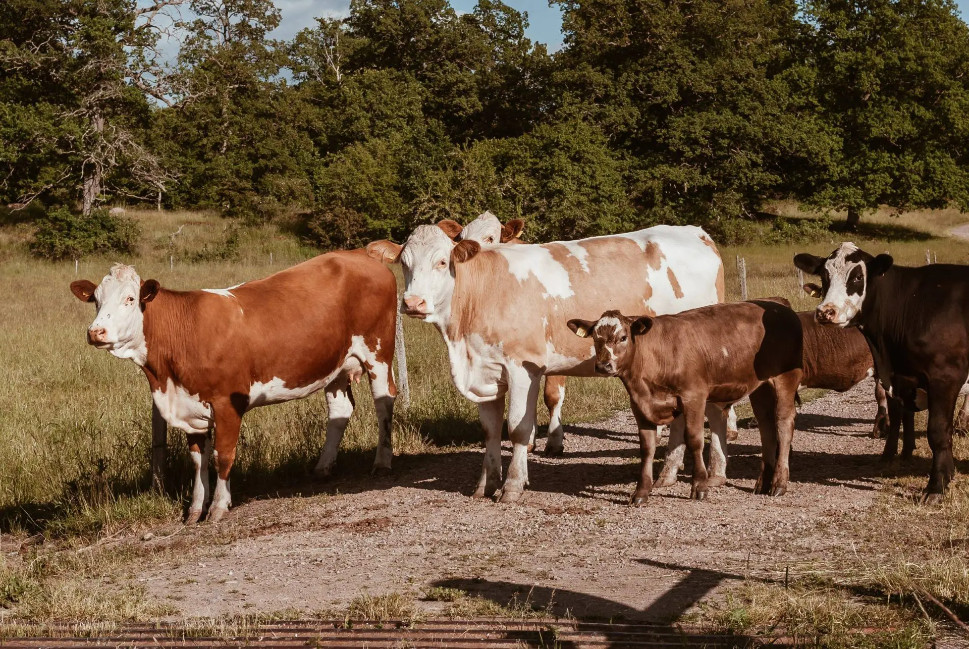 cattle farming business plan