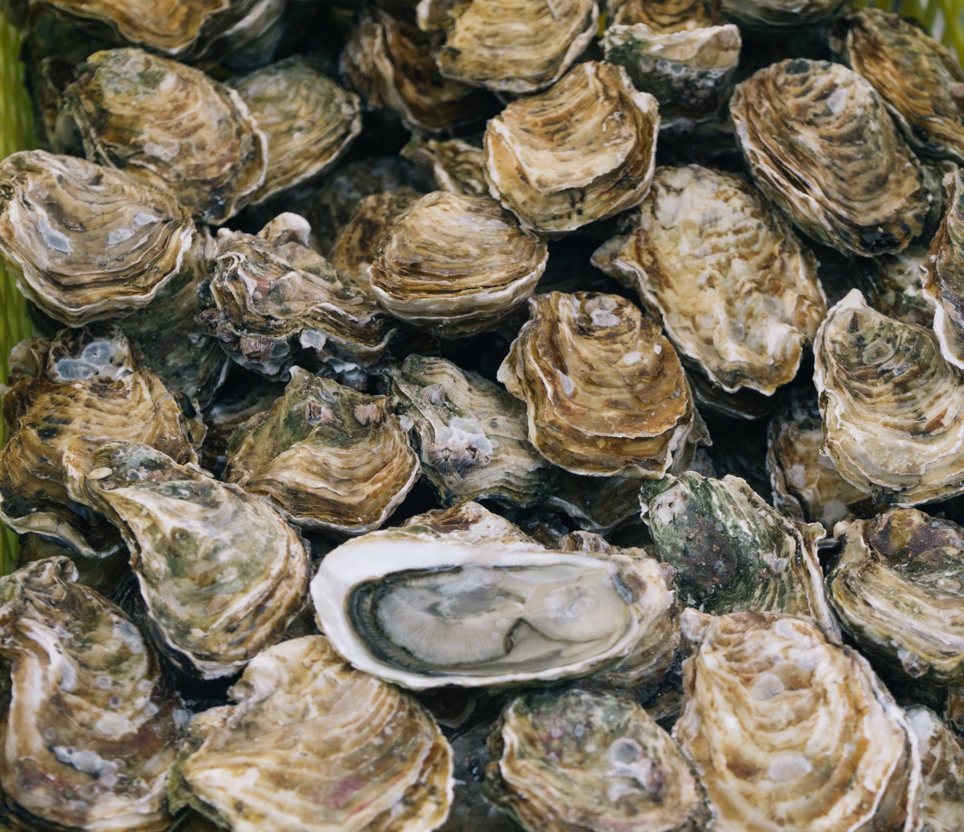 oyster farm business plan OGS