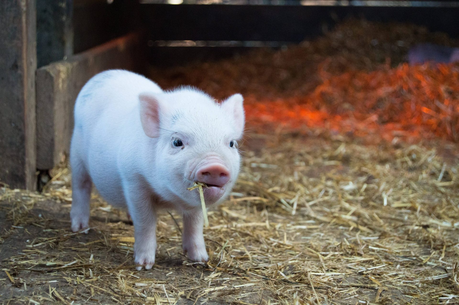 Pig Farm Business Plan Template