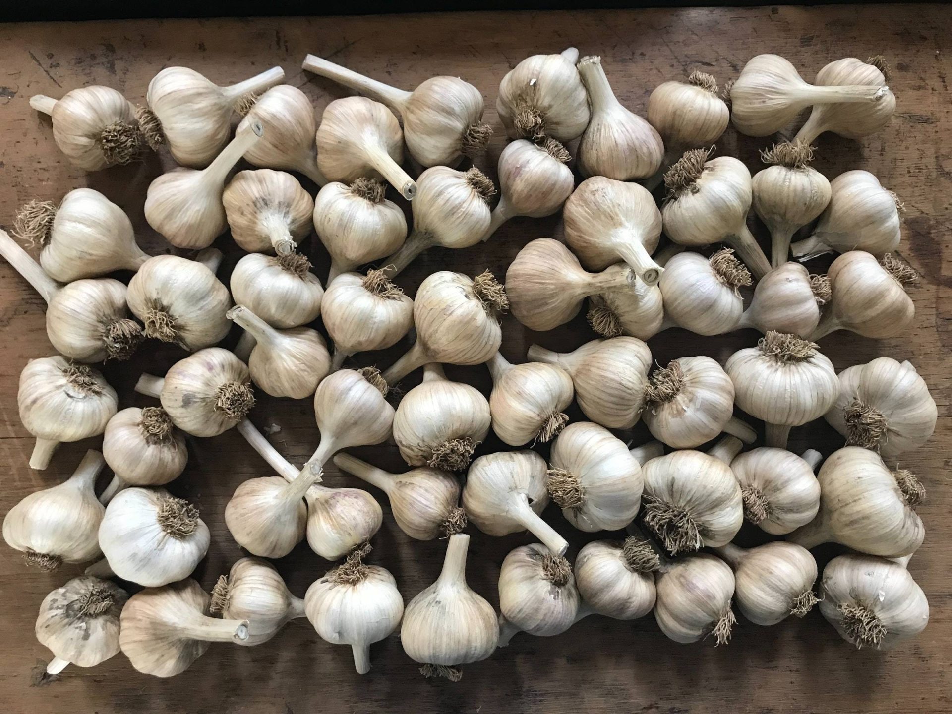 Garlic Farm Business Plan Template